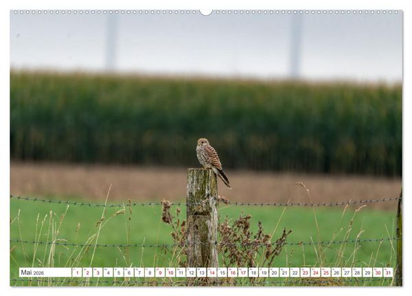 Produktbild: Wildv&ouml;gel 2026 (Wandkalender 2026 DIN A2 quer), CALVENDO Monatskalender