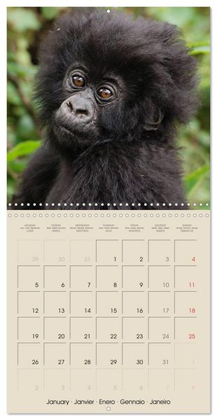 Produktbild: Gorillas &bull; The Gentle Giants (Wall Calendar 2026 12 &times; 12 Inch) CALVENDO 12 Month Wall Calendar
