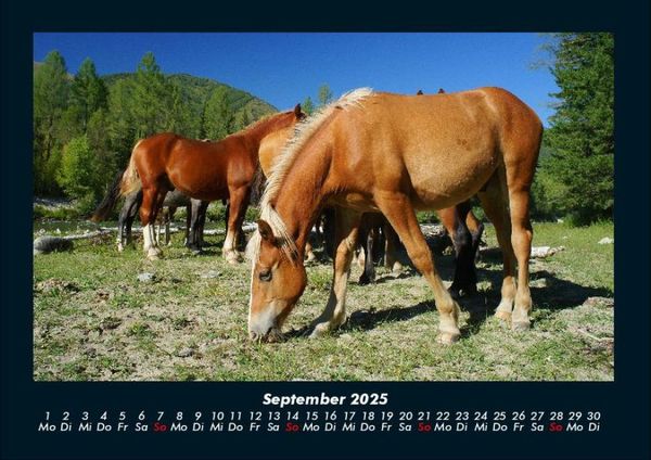 Produktbild: Pferdetraum 2025 Fotokalender DIN A4