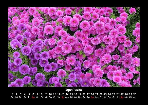 Produktbild: Pflanzen und Bl&uuml;ten 2025 Fotokalender DIN A3
