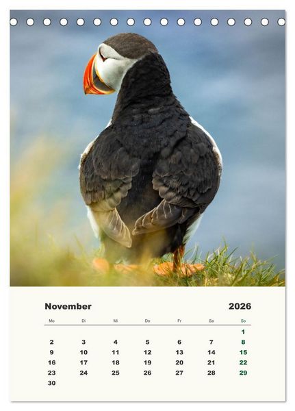 Produktbild: Papageientaucher in Island (Tischkalender 2026 DIN A5 hoch), CALVENDO Monatskalender