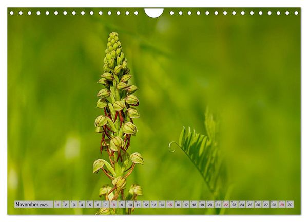 Produktbild: Orchideenwiese 2026 (Wandkalender 2026 DIN A4 quer), CALVENDO Monatskalender
