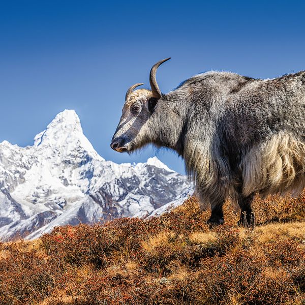 Produktbild: Himalaya 2024