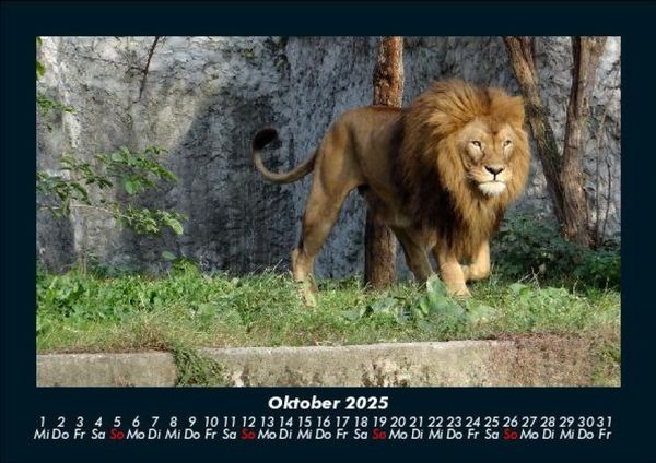 Produktbild: L&ouml;wen in der Wildnis 2025 Fotokalender DIN A5