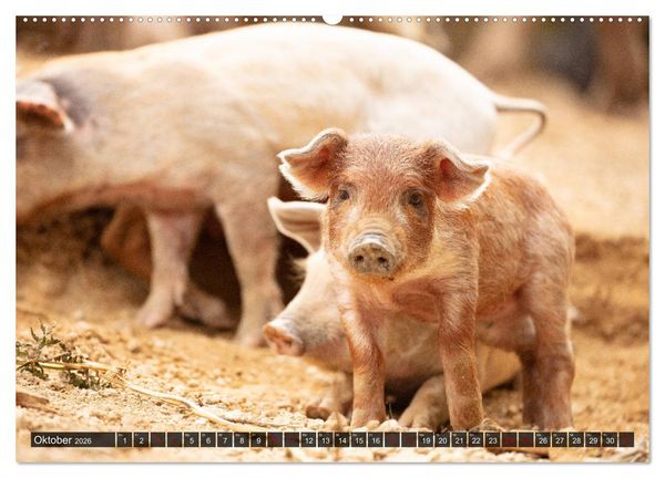 Produktbild: Korsika - s&uuml;&szlig;e, wilde Schweinchen (hochwertiger Premium Wandkalender 2026 DIN A2 quer), Kunstdruck in Hochglanz