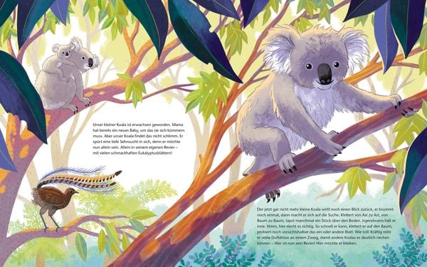 Produktbild: Der kleine Koala - Zu Hause im Eukalyptus