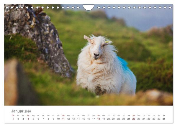 Produktbild: Schafe - Weich und wollig (Wandkalender 2026 DIN A4 quer), CALVENDO Monatskalender