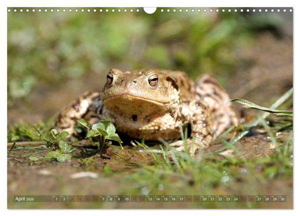 Produktbild: Kr&ouml;ten auf Wanderschaft (Wandkalender 2026 DIN A3 quer), CALVENDO Monatskalender
