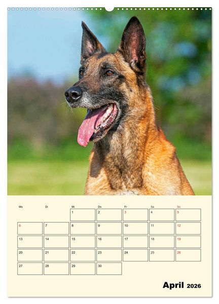 Produktbild: Familienplaner Tausendsassa Malinois (Wandkalender 2026 DIN A2 hoch), CALVENDO Monatskalender