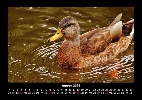 Produktbild: Welt der V&ouml;gel 2026 Fotokalender DIN A3