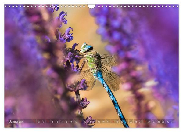 Produktbild: Libellen - Fliegende Edelsteine (Wandkalender 2026 DIN A3 quer), CALVENDO Monatskalender
