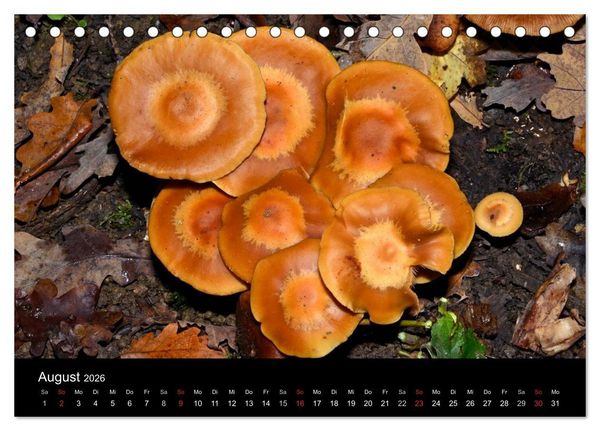 Produktbild: Pilze, Pilze (Tischkalender 2026 DIN A5 quer), CALVENDO Monatskalender