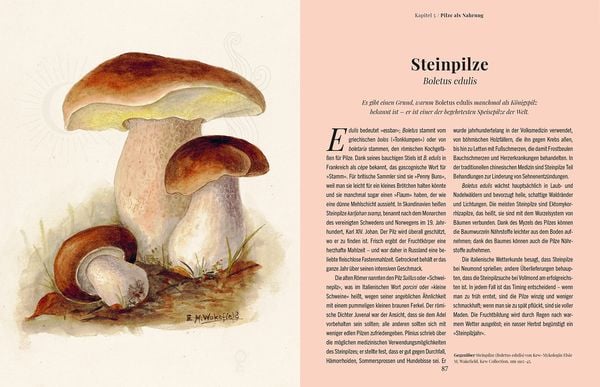 Produktbild: Die Magie der Pilze