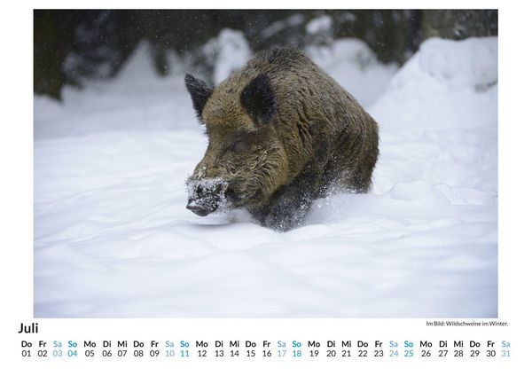 Produktbild: WIldschweine im Winter