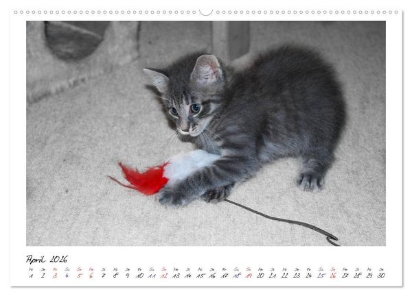 Produktbild: Die Launen der Katzen 2026 (hochwertiger Premium Wandkalender 2026 DIN A2 quer), Kunstdruck in Hochglanz