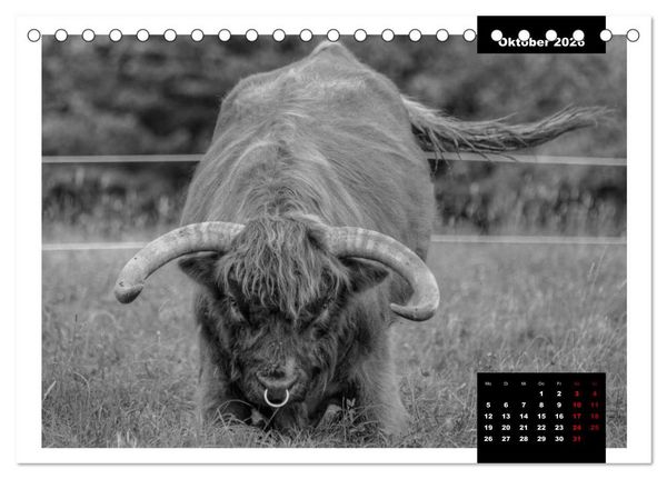 Produktbild: Faszination Schottisches Hochlandrind (Tischkalender 2026 DIN A5 quer), CALVENDO Monatskalender