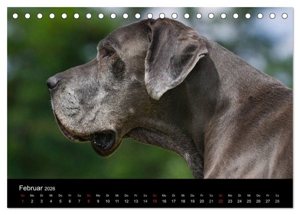 Produktbild: Deutsche Dogge 2026 (Tischkalender 2026 DIN A5 quer), CALVENDO Monatskalender