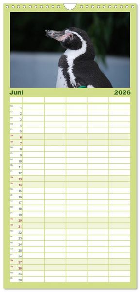 Produktbild: Familienplaner 2026 - Pinguine 2026 mit 5 Spalten (Wandkalender, 21 x 45 cm) CALVENDO