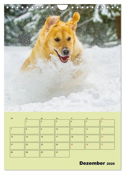 Produktbild: Jahresplaner Golden Retriever (Wandkalender 2026 DIN A4 hoch), CALVENDO Monatskalender
