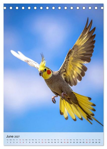 Produktbild: Cockatiel Dreams (Desk Calendar 2027 DIN A5 portrait), CALVENDO 12 Month DeskCalendar