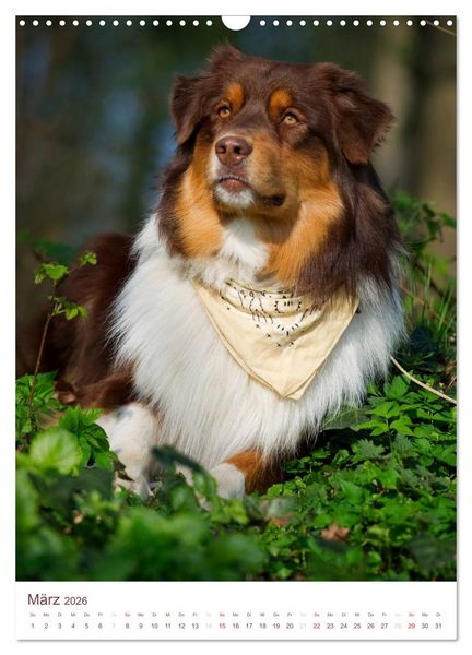 Produktbild: Australian Shepherds (Wandkalender 2026 DIN A3 hoch), CALVENDO Monatskalender