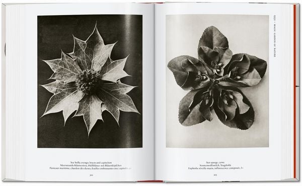 Produktbild: Karl Blossfeldt. The Complete Published Work. 45th Ed.