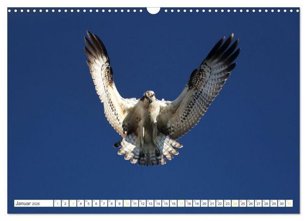 Produktbild: Fischadler - Meister des Sturzfluges (Wandkalender 2026 DIN A3 quer), CALVENDO Monatskalender