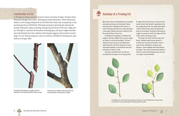 Produktbild: Grow a Little Fruit Tree