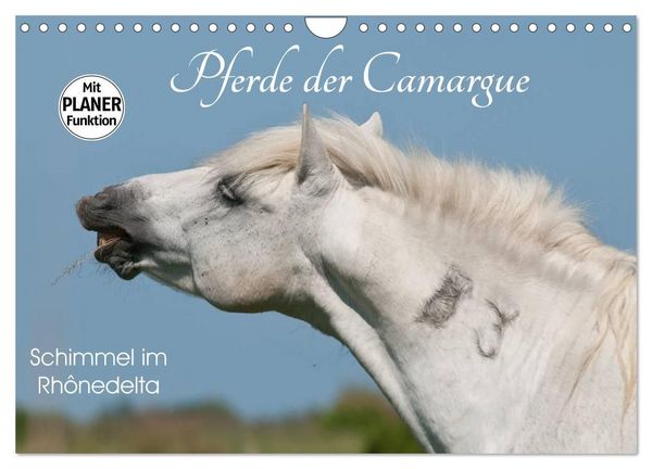 Produktbild: Pferde der Camargue &ndash; Schimmel im Rh&ocirc;nedelta (Wandkalender 2027 DIN A4 quer), CALVENDO Monatskalender