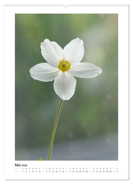 Produktbild: Wei&szlig;er Bl&uuml;tentraum (hochwertiger Premium Wandkalender 2026 DIN A2 hoch), Kunstdruck in Hochglanz