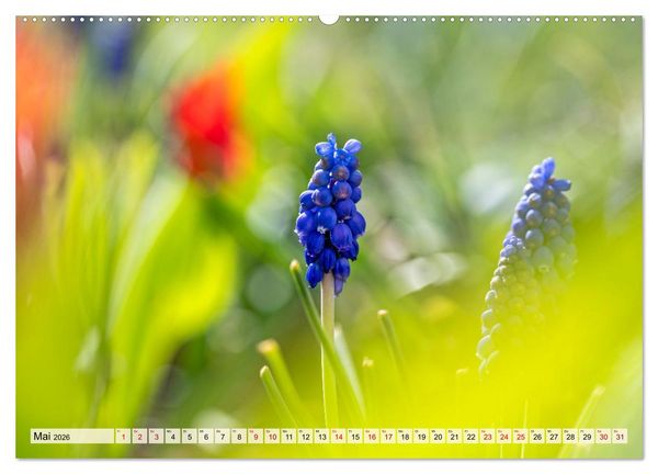 Produktbild: Mikrokosmos im Garten (hochwertiger Premium Wandkalender 2026 DIN A2 quer), Kunstdruck in Hochglanz