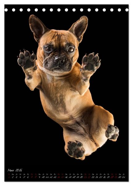 Produktbild: Hunde-Augen-Blicke (Tischkalender 2026 DIN A5 hoch), CALVENDO Monatskalender