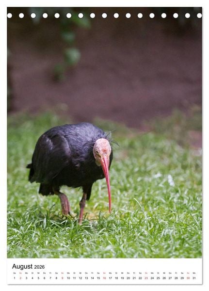 Produktbild: Der Waldrapp - Der etwas andere Vogel (Tischkalender 2026 DIN A5 hoch), CALVENDO Monatskalender