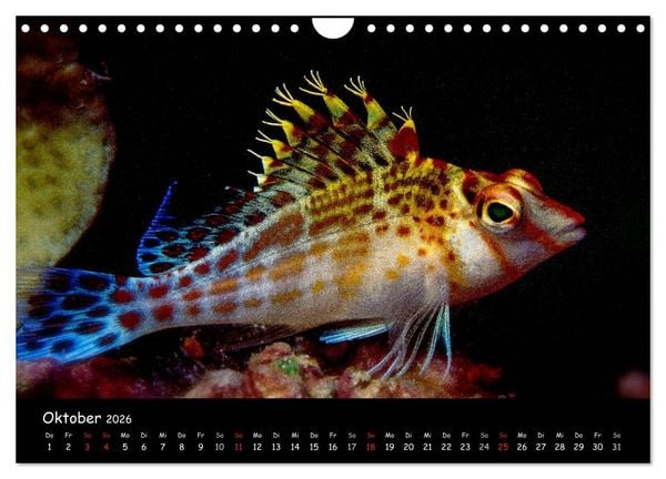 Produktbild: Die Welt unter Wasser (Wandkalender 2026 DIN A4 quer), CALVENDO Monatskalender