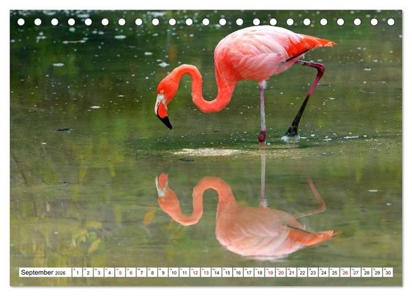 Produktbild: Gal&aacute;pagos - Die verwunschenen Inseln (Tischkalender 2026 DIN A5 quer), CALVENDO Monatskalender