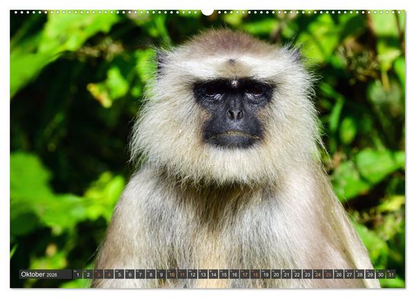 Produktbild: Tiere Indiens close up (hochwertiger Premium Wandkalender 2026 DIN A2 quer), Kunstdruck in Hochglanz