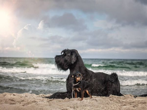 Produktbild: CALVENDO Puzzle Hunde am Meer | 1000 Teile Lege-Gr&ouml;&szlig;e 64x48cm Foto-Puzzle f&uuml;r gl&uuml;ckliche Stunden