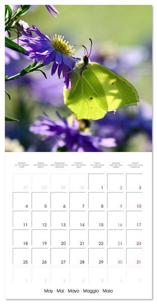 Produktbild: Gentle butterflies (Wall Calendar 2026 12 &times; 12 Inch) CALVENDO 12 Month Wall Calendar