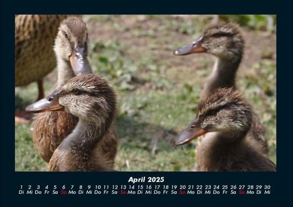 Produktbild: Enten 2025 Fotokalender DIN A4