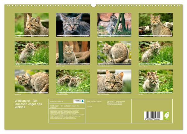 Produktbild: Wildkatzen - Die lautlosen J&auml;ger des Waldes (hochwertiger Premium Wandkalender 2026 DIN A2 quer), Kunstdruck in Hochglanz