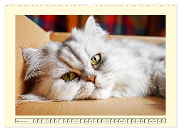 Produktbild: Edle Perserkatzen. Leises Schnurren in Haus und Garten (hochwertiger Premium Wandkalender 2026 DIN A2 quer), Kunstdruck in Hochglanz
