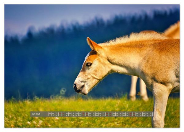 Produktbild: Die besonderen Haflinger-Pferde (Wandkalender 2026 DIN A3 quer), CALVENDO Monatskalender