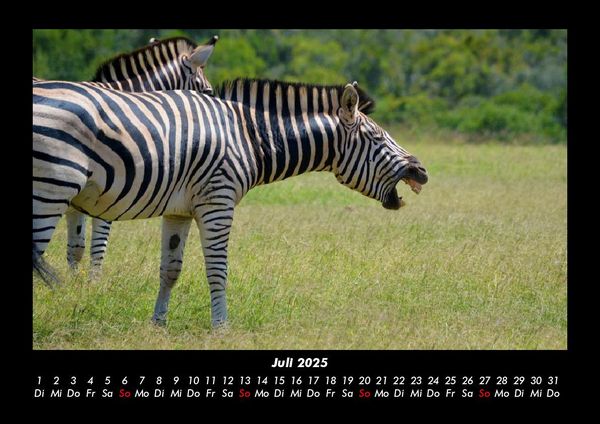 Produktbild: Zebrazauber 2025 Fotokalender DIN A3