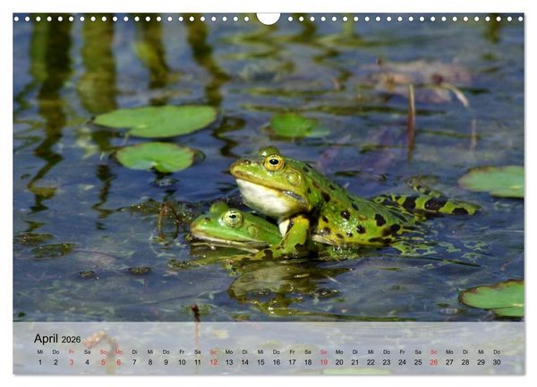 Produktbild: Frosch m&uuml;sste man sein! (Wandkalender 2026 DIN A3 quer), CALVENDO Monatskalender