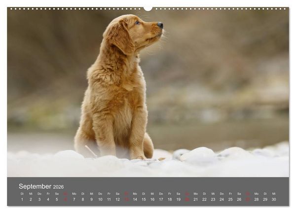 Produktbild: Chesley Kleiner Hund grosse Abenteuer (Wandkalender 2026 DIN A2 quer), CALVENDO Monatskalender