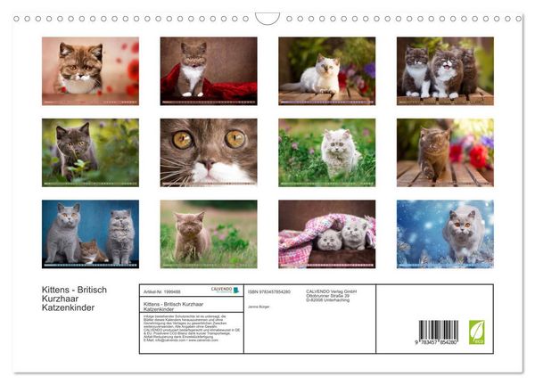 Produktbild: Kittens - Britisch Kurzhaar Katzenkinder (Wandkalender 2026 DIN A3 quer), CALVENDO Monatskalender