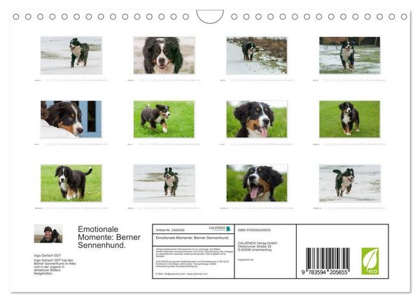 Produktbild: Emotionale Momente: Berner Sennenhund. (Wandkalender 2027 DIN A4 quer), CALVENDO Monatskalender