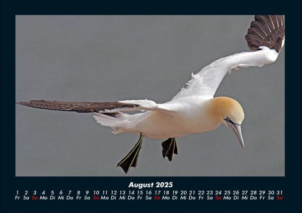 Produktbild: Vogelparadies 2025 Fotokalender DIN A4