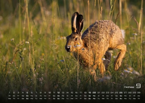 Produktbild: Waldtiere - Heimische Waldbewohner - Der Tierkalender - 2027 - Kalender DIN A2
