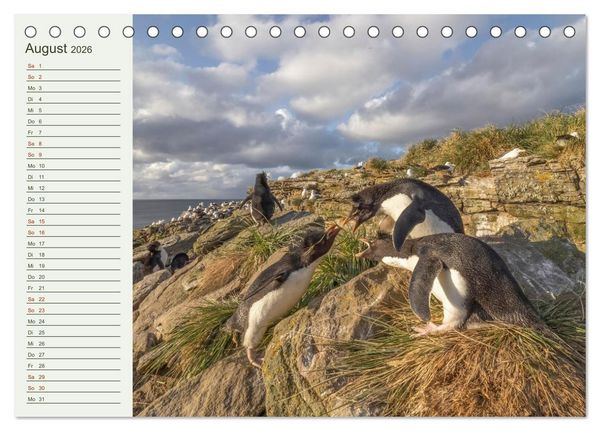 Produktbild: Unter Pinguinen (Tischkalender 2026 DIN A5 quer), CALVENDO Monatskalender